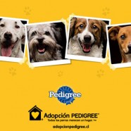 Pedigree relanza programa de adopción canina: “Todos los perros merecen un hogar: Elige tu forma de ayudar”